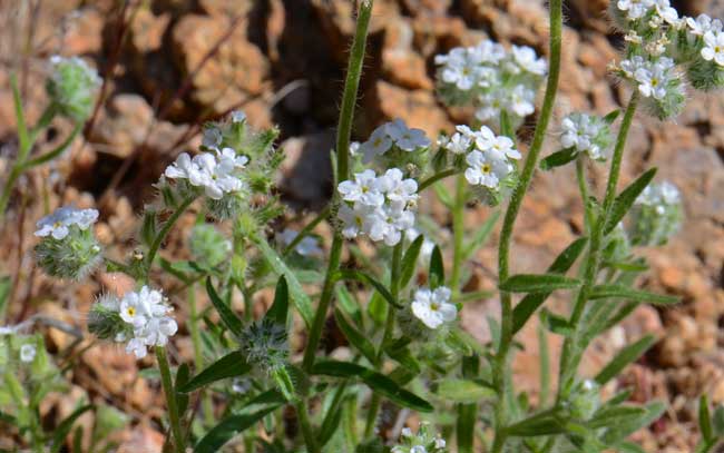 Narrowstem Cryptantha is a native annual that grows to 12 inches or so. It prefers mesas and rocky slopes and limestone soils. Often found in Creosote bush and pinyon-juniper communities. Cryptantha gracilis 
